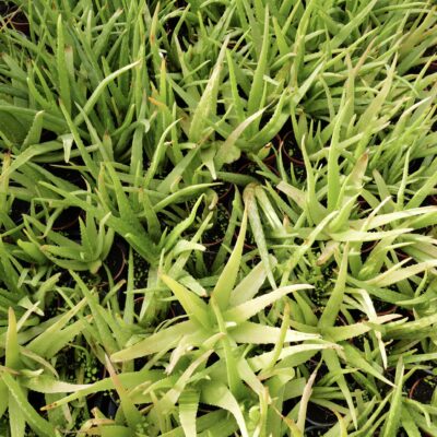 Aloe Vera