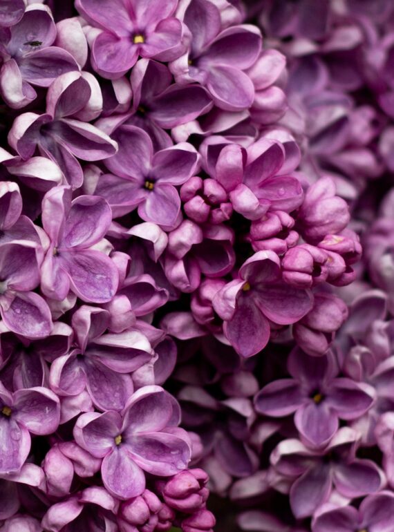 Lilas
