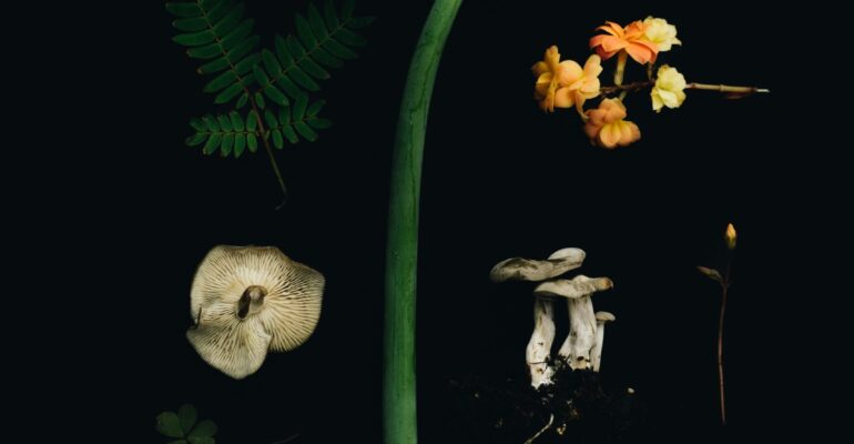 pexels-evie-shaffer-1259279-17025383