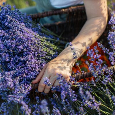 Aromaterapia lavanda