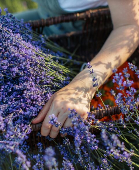 Aromaterapia lavanda